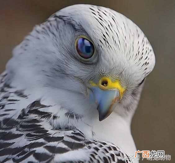 海东青是什么鸟?海东青一只居然要300两