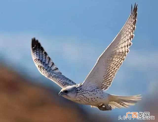 海东青是什么鸟?海东青一只居然要300两