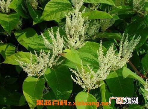 虎杖的功效与作用及食用方法