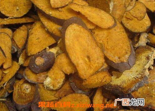虎杖的功效与作用及食用方法