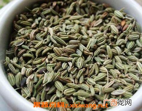 小茴香的功效与作用及药用价值