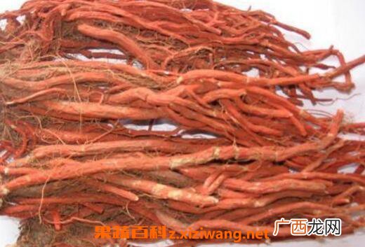 血参的功效与作用
