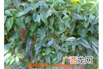通血香的功效与作用及药用价值