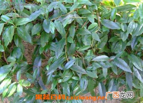 通血香的功效与作用及药用价值