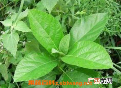 通血香的功效与作用及药用价值