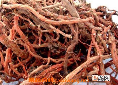 血参怎么吃好 血参的吃法技巧