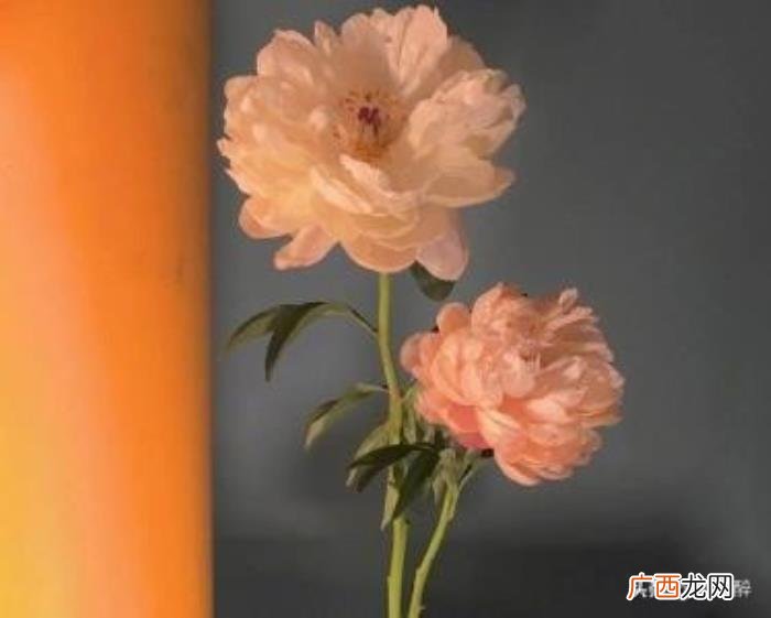 表达深爱一个女人的句子,致我深爱的人的句子