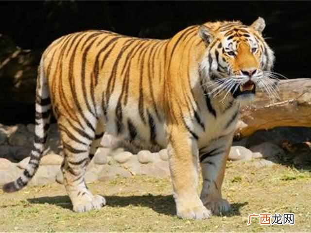 老虎最害怕什么动物？老虎的克星居然是它，太