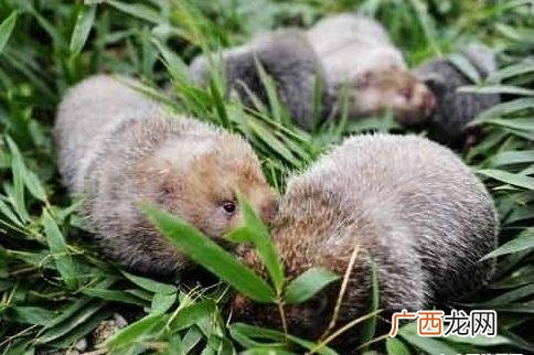 竹鼠怎样养殖 竹鼠技术分享