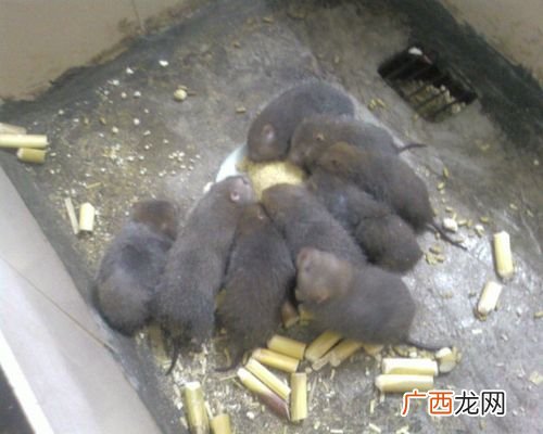 竹鼠怎样养殖 竹鼠技术分享