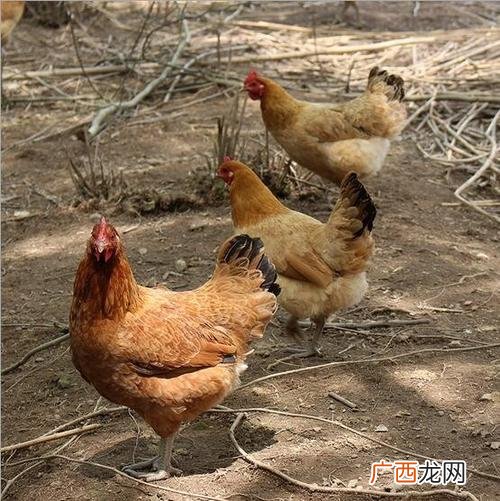 散养鸡一亩地养多少只 生态散养鸡的养殖技术