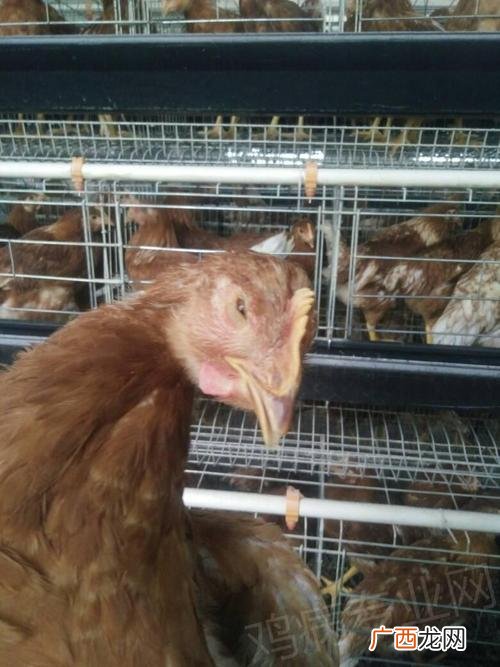 鸡传染性支气管炎症状 鸡传染性鼻炎诊断技术