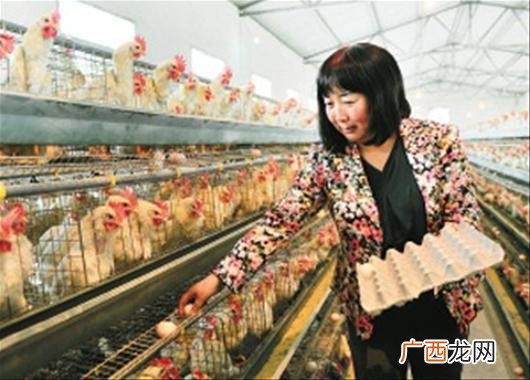 快速养鸡技术 绿色养鸡技术