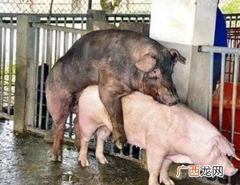 母猪养猪技术视频 母猪技术视频