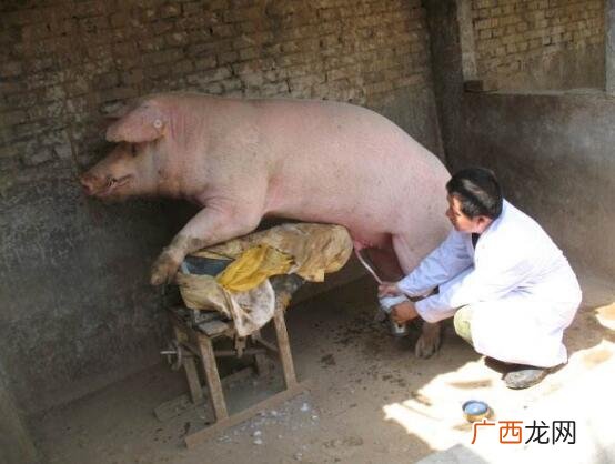 母猪养猪技术视频 母猪技术视频