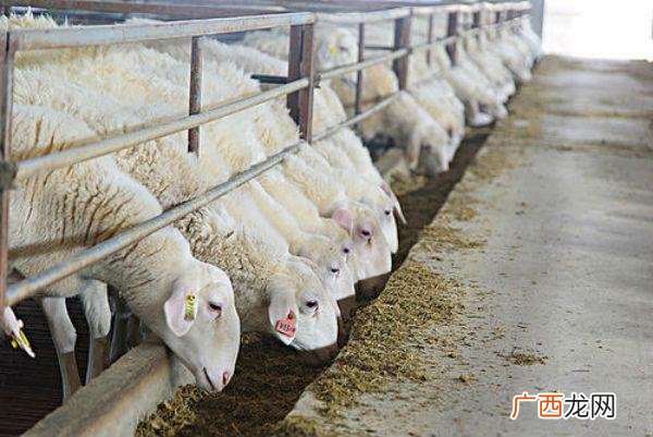 圈养羊需要注意什么 圈养羊饲养技术