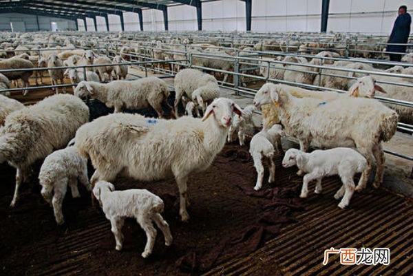 圈养羊需要注意什么 圈养羊饲养技术