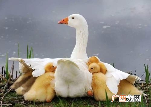 水鸭是什么鸭 水鸭的养殖技术