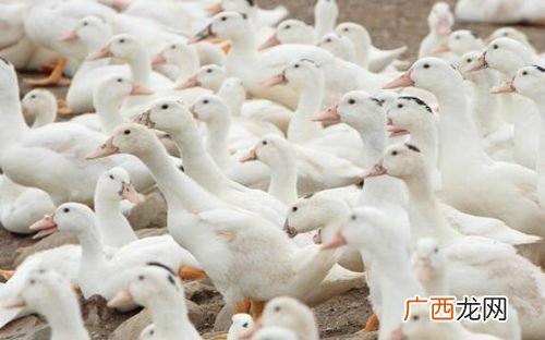 黄牛养殖利润与成本 鸭的养殖技术和成本