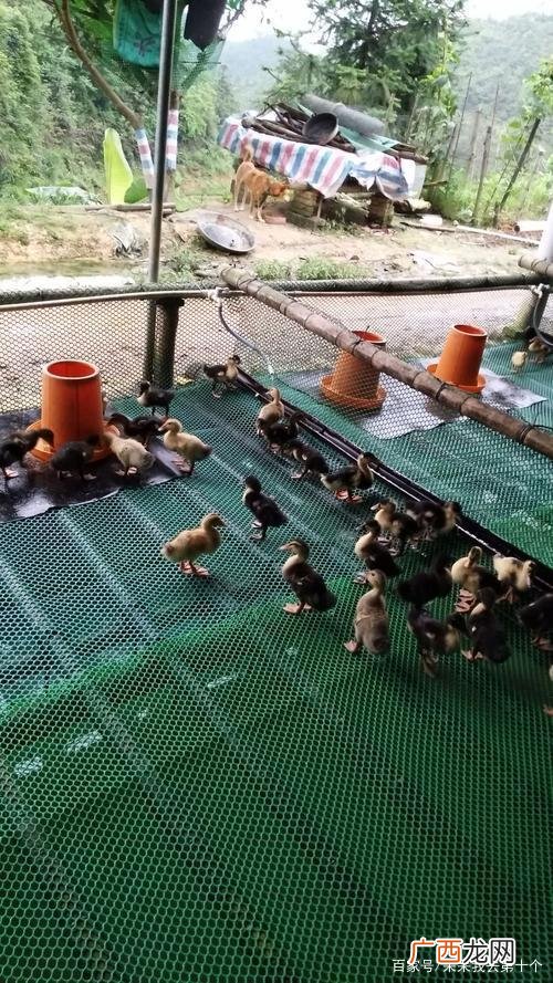 养鸭技术与鸭病的防治方法 养水鸭母的技术