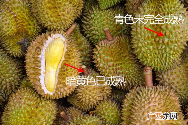 青色榴莲能吃吗未完全成熟