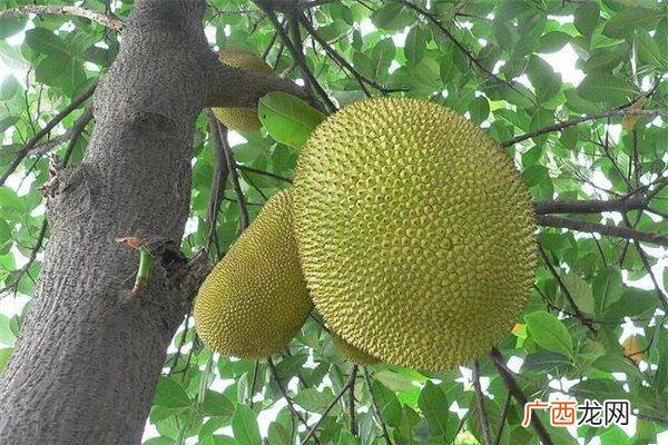 菠萝蜜什么颜色是熟的成熟的菠萝蜜颜色
