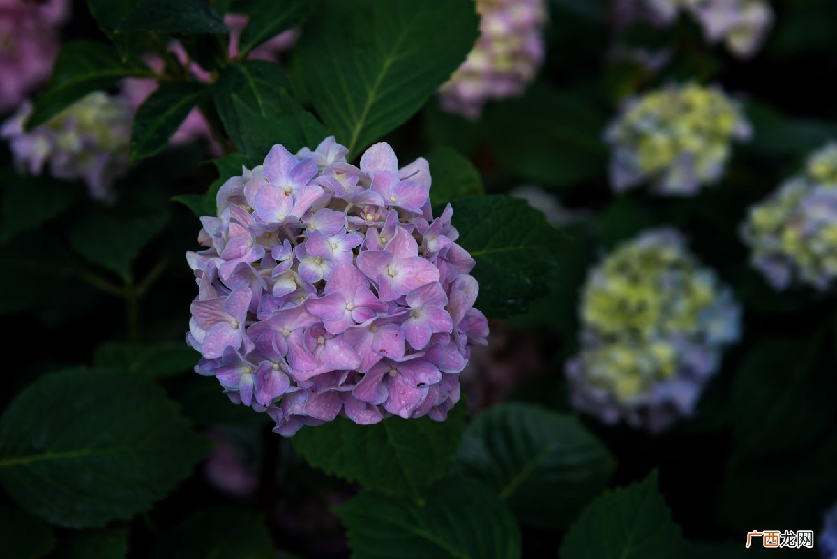 大全 湖南省植物园夏季有什么花？
