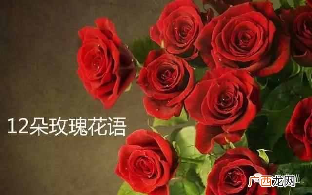 12朵玫瑰代表什么含义？终于明白了
