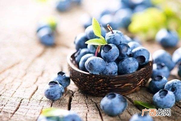 蓝莓品种哪个好4大品种pk