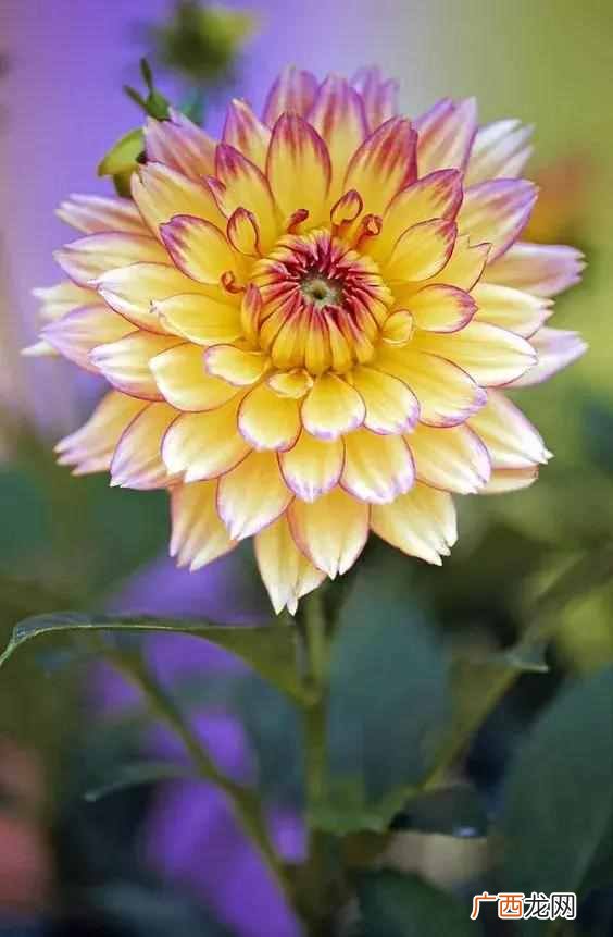 7月开什么花？七月开的花图片大全，每一种都很