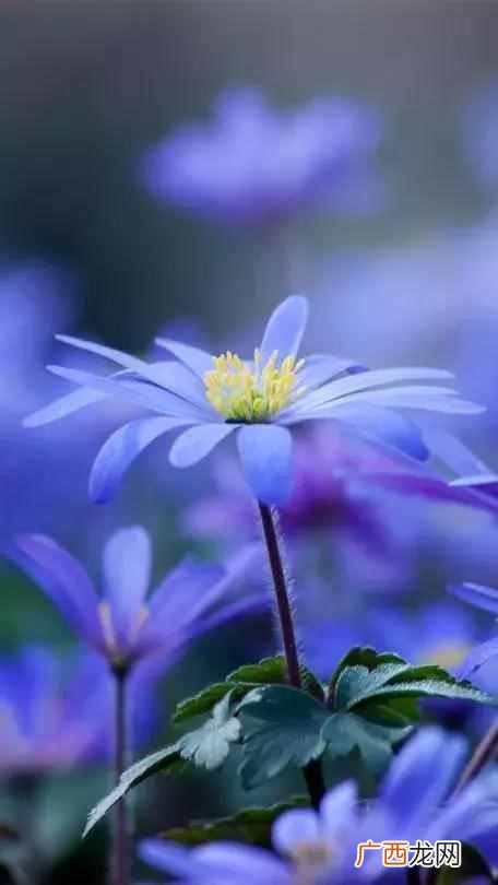7月开什么花？七月开的花图片大全，每一种都很