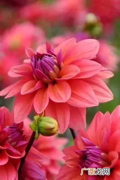 7月开什么花？七月开的花图片大全，每一种都很