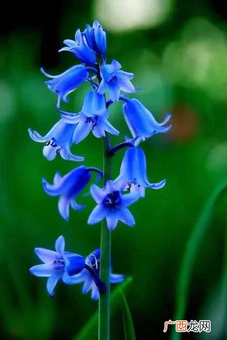 7月开什么花？七月开的花图片大全，每一种都很