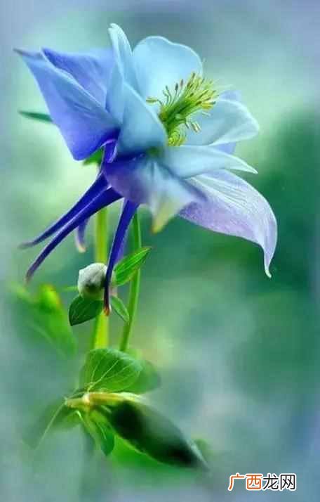 7月开什么花？七月开的花图片大全，每一种都很