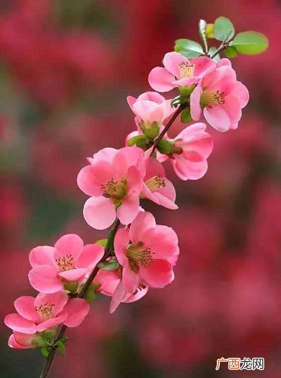 7月开什么花？七月开的花图片大全，每一种都很