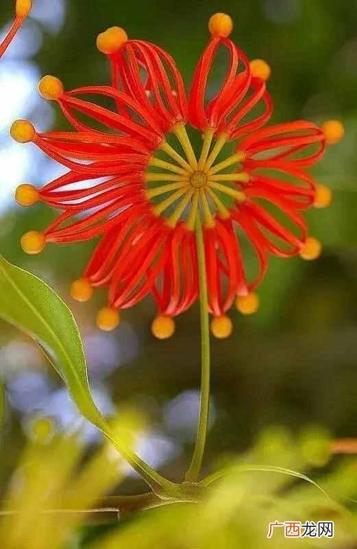 7月开什么花？七月开的花图片大全，每一种都很