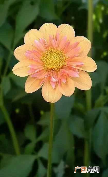 7月开什么花？七月开的花图片大全，每一种都很