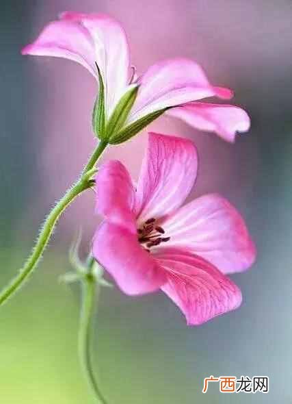 7月开什么花？七月开的花图片大全，每一种都很