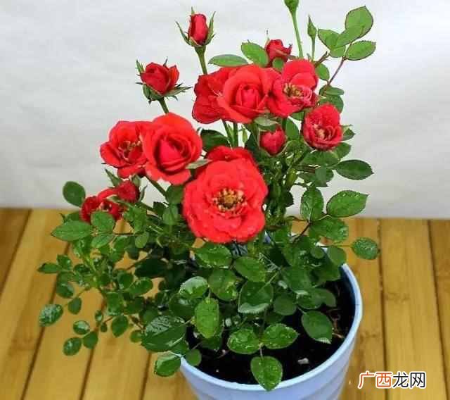 花中皇后是什么花？它居然是北京市花