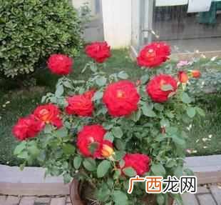 花中皇后是什么花？它居然是北京市花