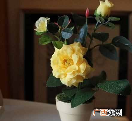 花中皇后是什么花？它居然是北京市花