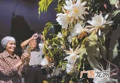 昙花什么季节开放？一年开花4到五次