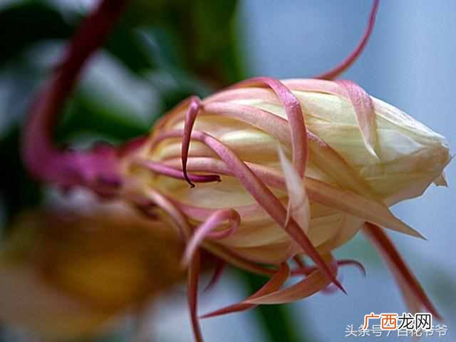 昙花什么季节开放？一年开花4到五次