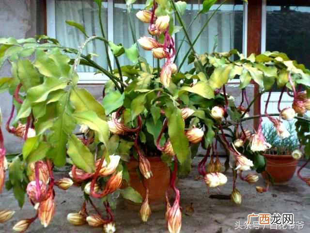 昙花什么季节开放？一年开花4到五次