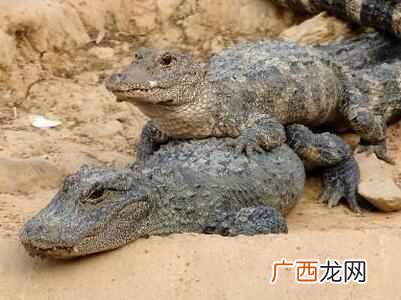 为什么鳄鱼是活化石？鳄鱼是恐龙一个时代的物