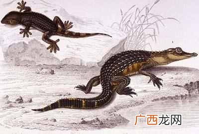 为什么鳄鱼是活化石？鳄鱼是恐龙一个时代的物