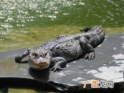 为什么鳄鱼是活化石？鳄鱼是恐龙一个时代的物