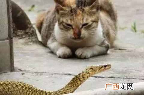 好奇害死猫什么意思？这句话的典故出自于哪里