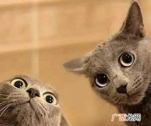 好奇害死猫什么意思？这句话的典故出自于哪里