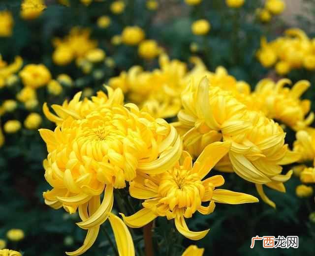花中隐士是什么花？菊花，花中之隐士也